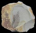 Metasequoia (Dawn Redwood) Fossil - Montana #62351-2